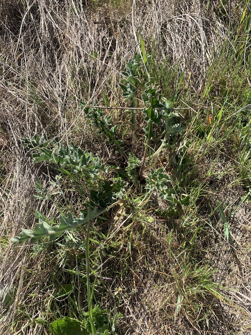 Alameda County Thistle photo 2