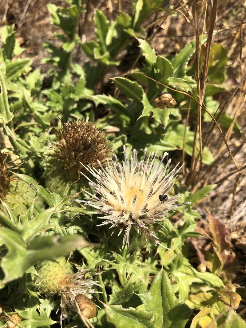 Alameda County Thistle photo 3