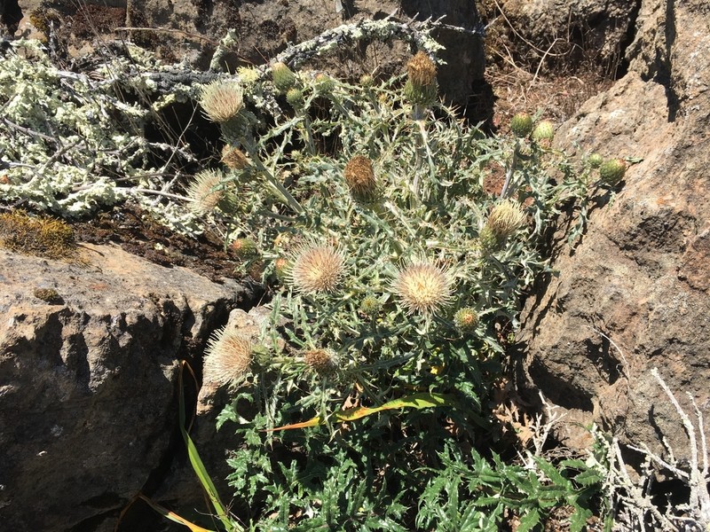 Alameda County Thistle photo 4