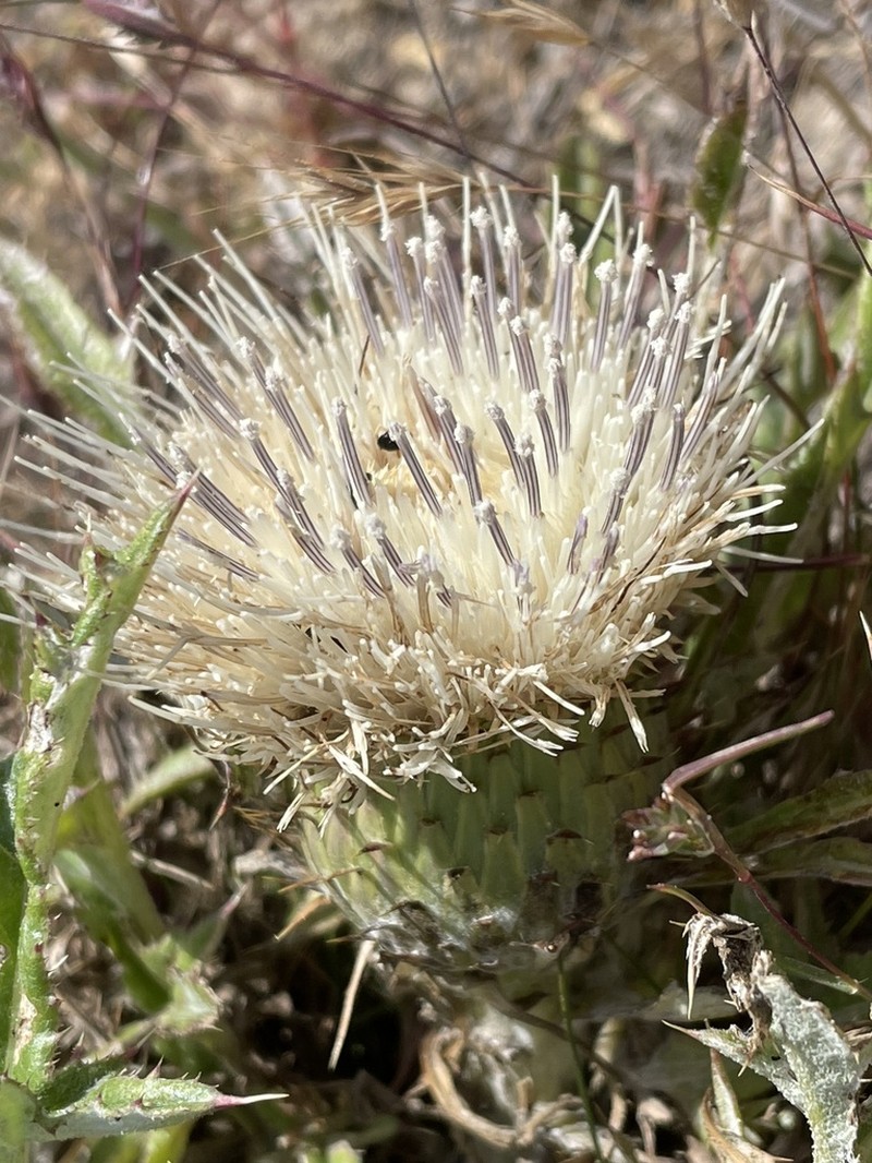 Alameda County Thistle photo 5