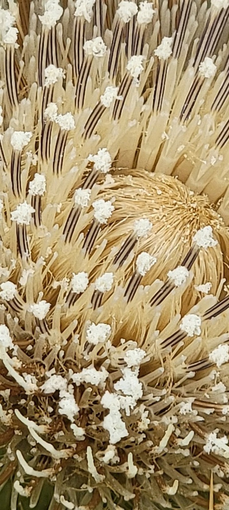 Alameda County Thistle photo 6