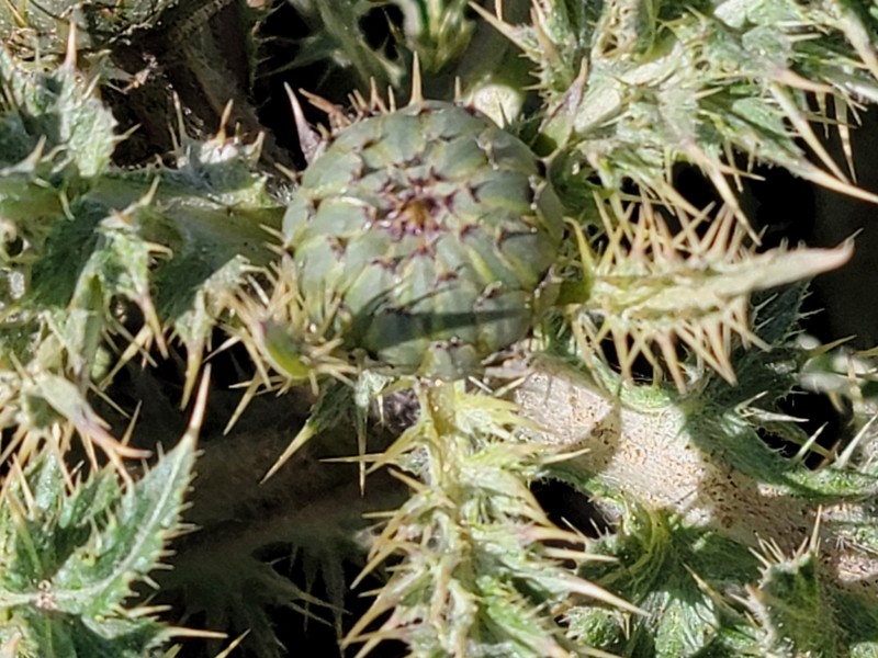 Alameda County Thistle photo 7