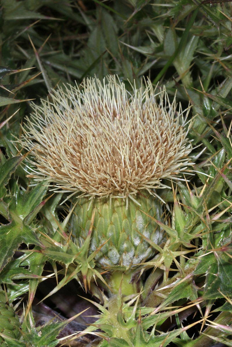 Alameda County Thistle photo 8