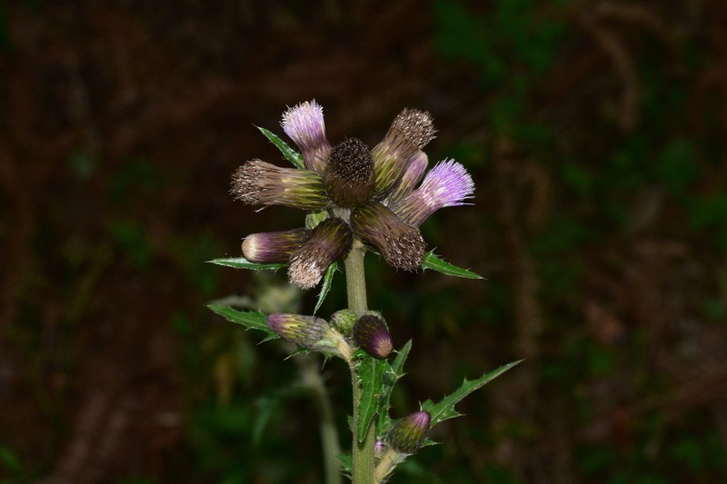 Cirsium racemiforme