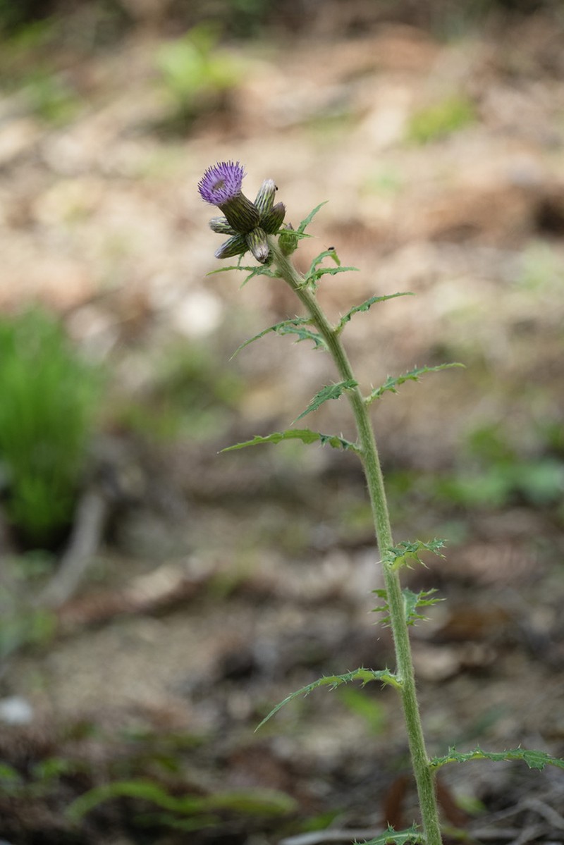 Cirsium racemiforme photo 2