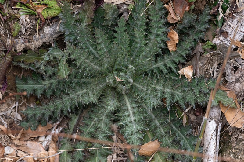 Cirsium racemiforme photo 3