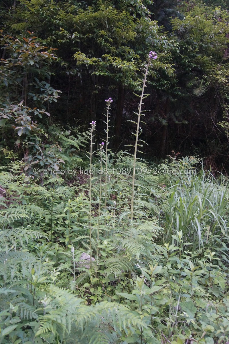Cirsium racemiforme photo 4