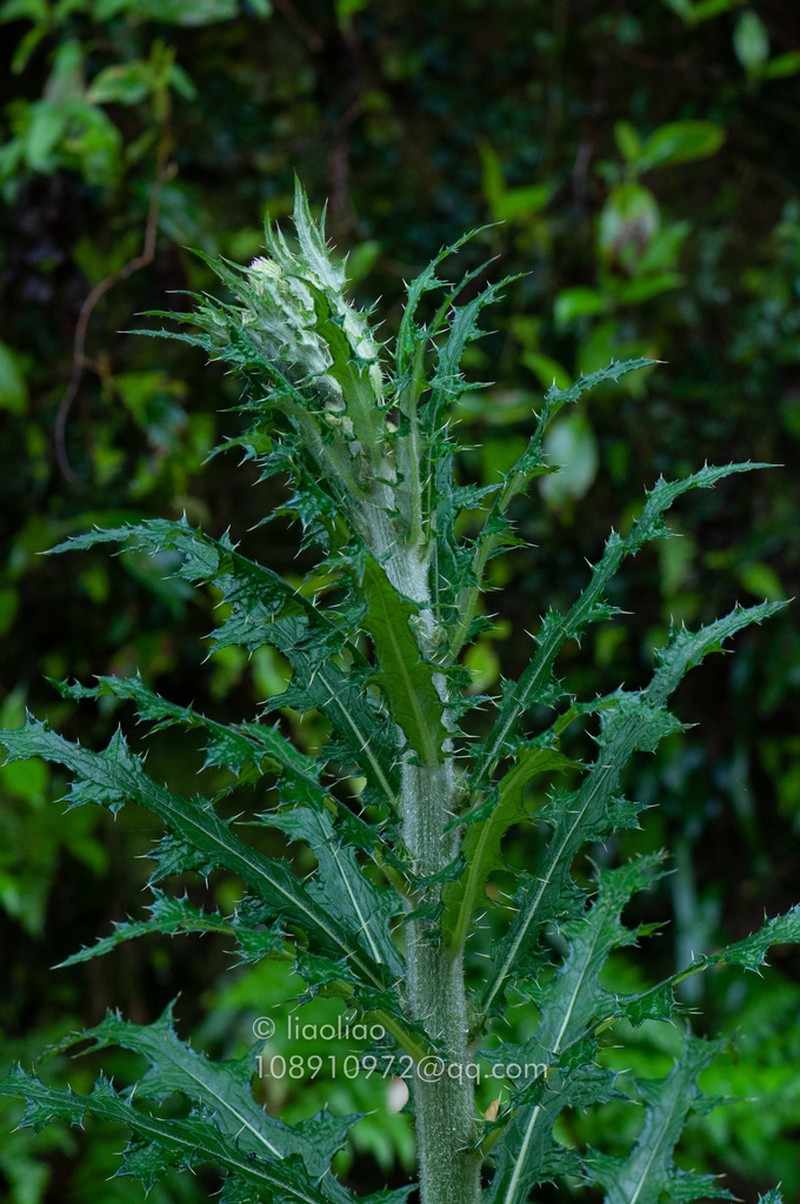 Cirsium racemiforme photo 6