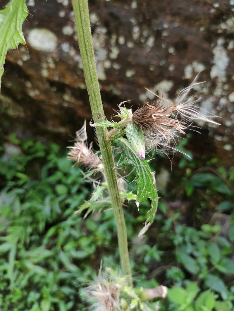 Cirsium racemiforme photo 7