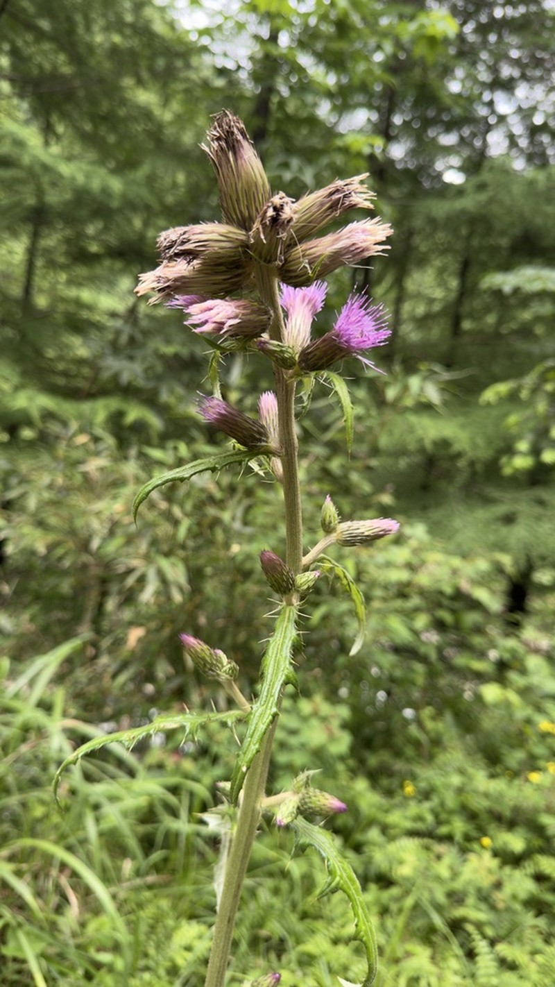 Cirsium racemiforme photo 8