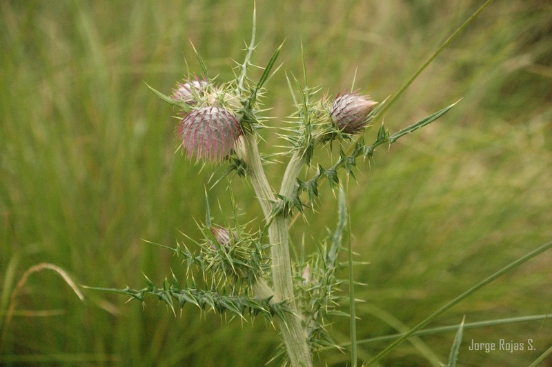 Cirsium radians