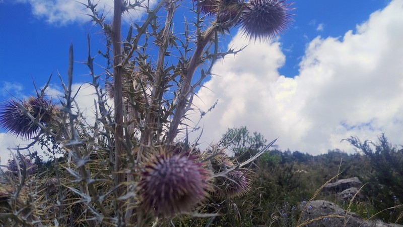 Cirsium radians photo 2