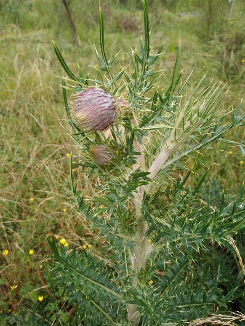 Cirsium radians photo 3