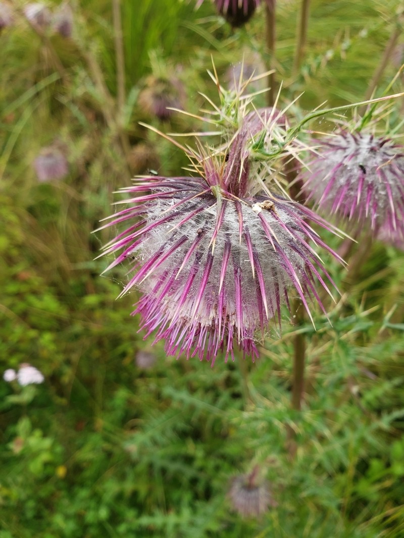Cirsium radians photo 4