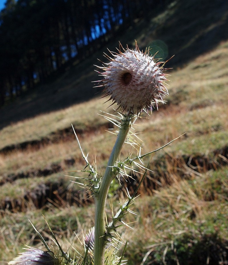 Cirsium radians photo 5
