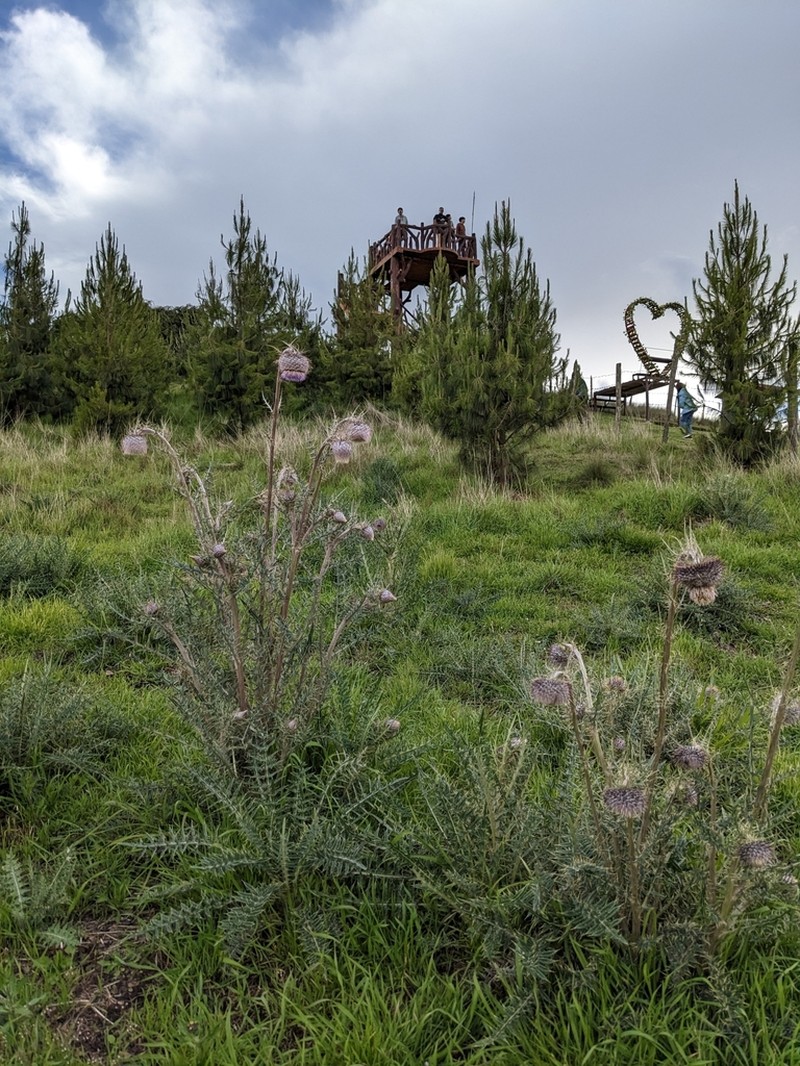 Cirsium radians photo 6