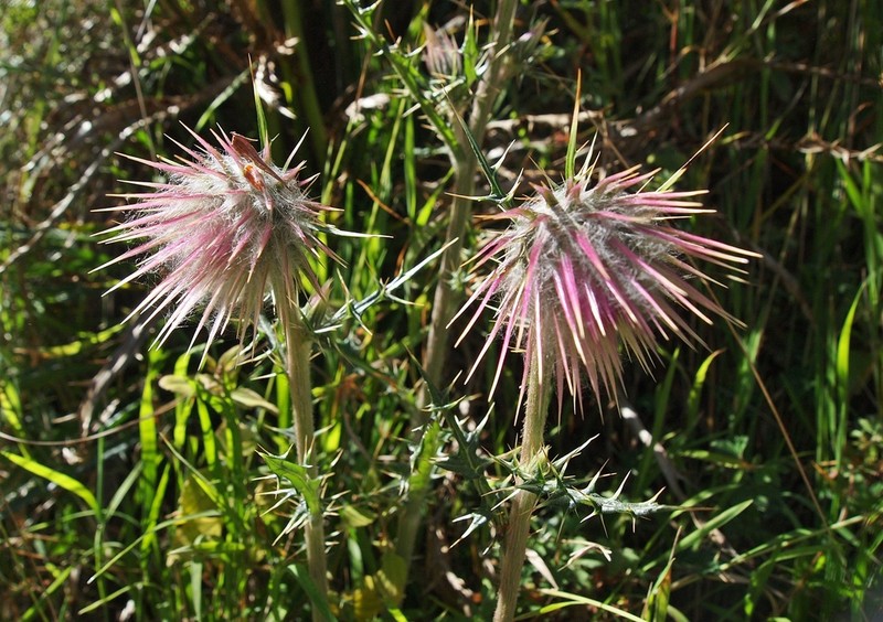 Cirsium radians photo 8