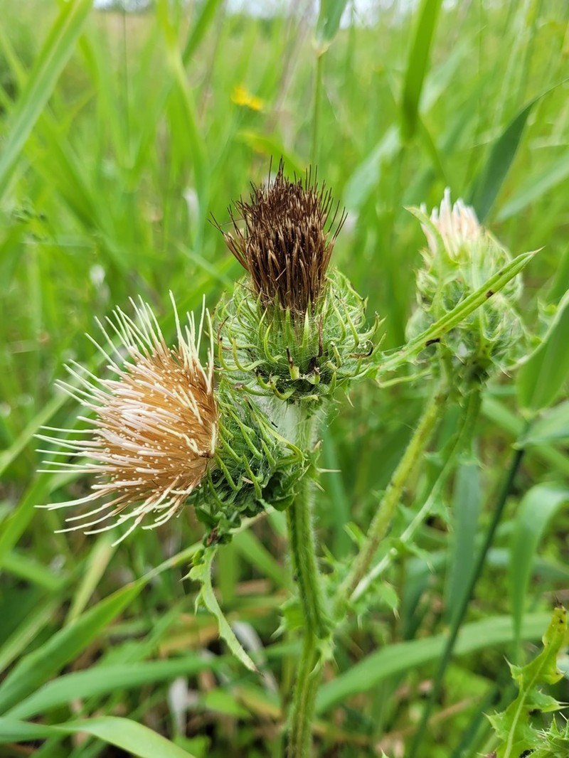 Fewleaf Thistle