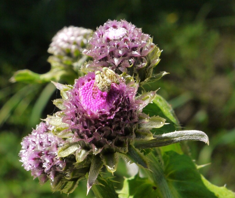 Fewleaf Thistle photo 2