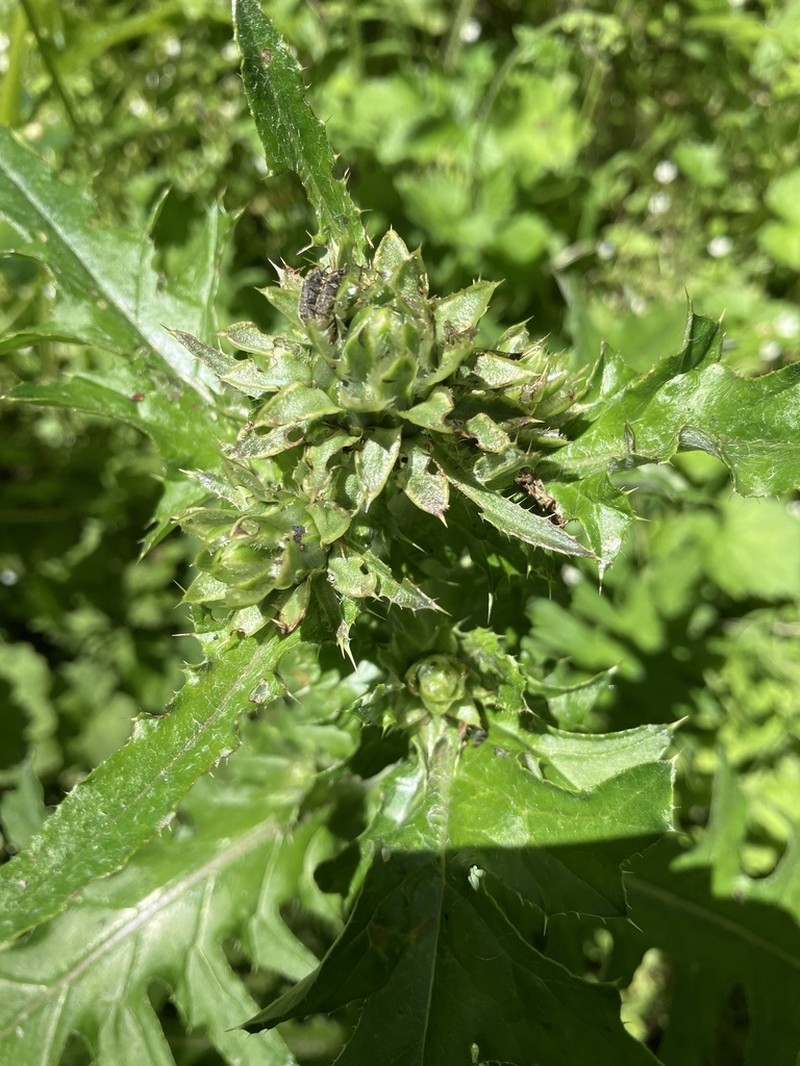 Fewleaf Thistle photo 3