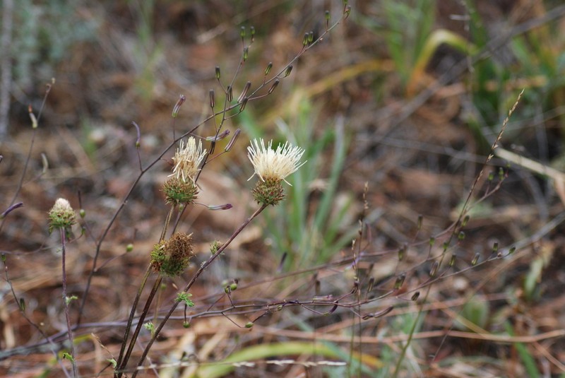 Fewleaf Thistle photo 4