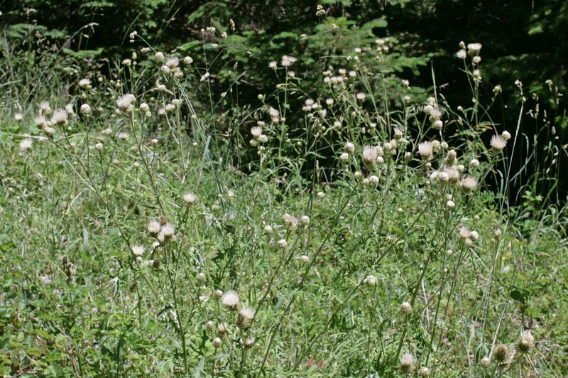 Fewleaf Thistle photo 5