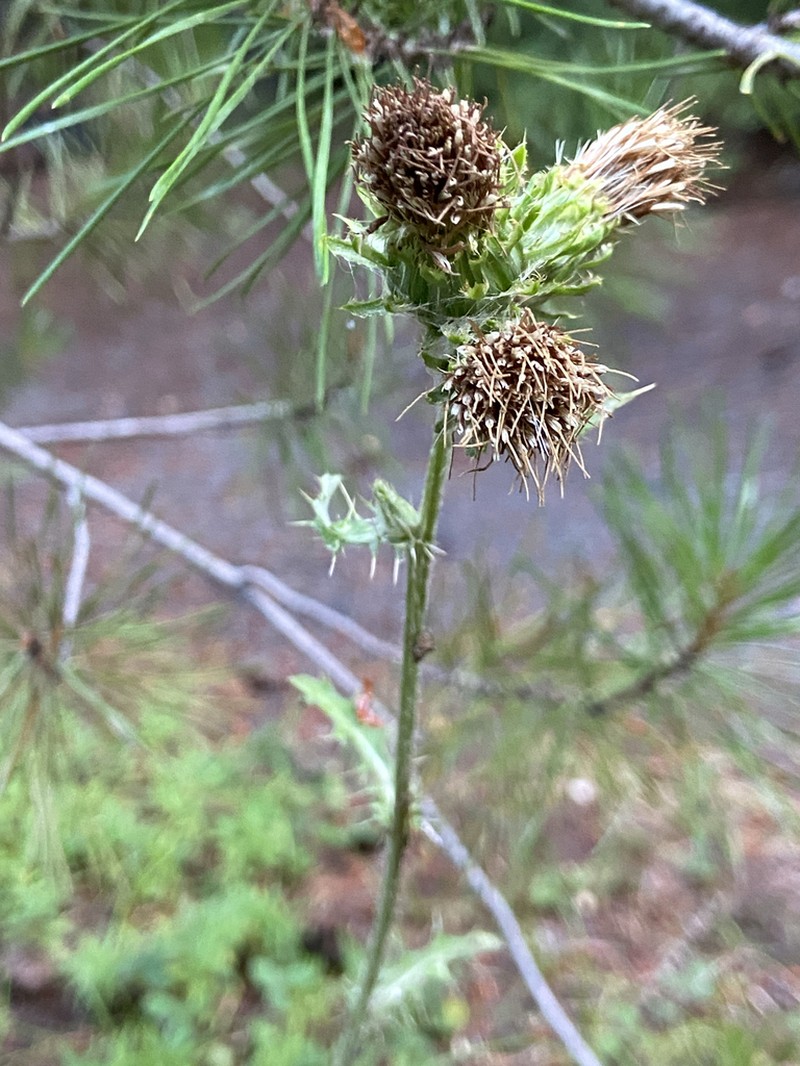 Fewleaf Thistle photo 7