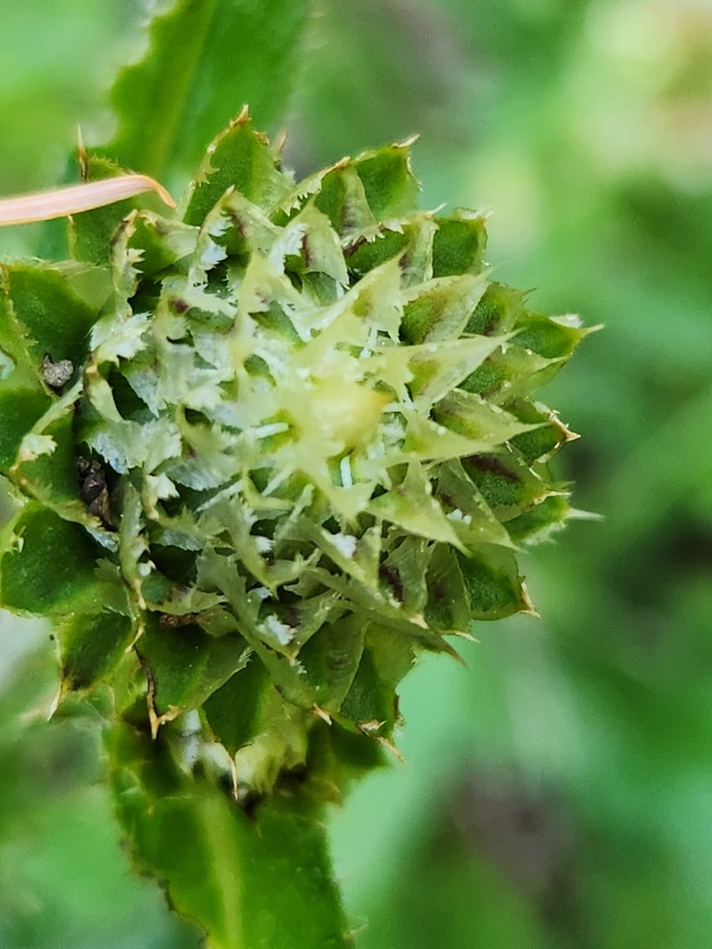 Fewleaf Thistle photo 8