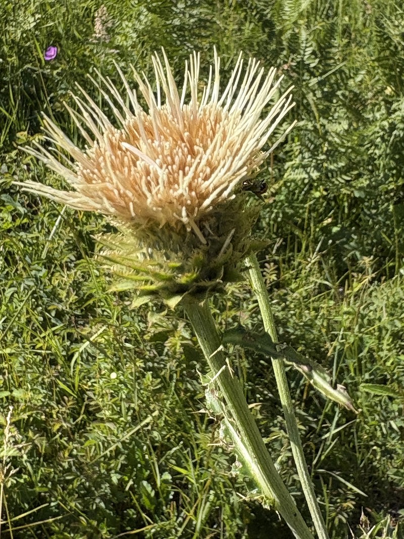 Cirsium remotifolium var. odontolepis