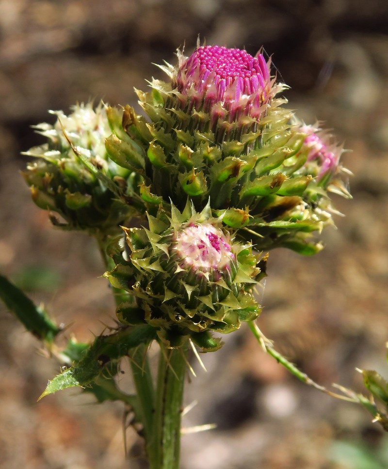 Cirsium remotifolium var. odontolepis photo 2