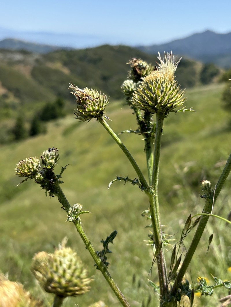 Cirsium remotifolium var. odontolepis photo 3