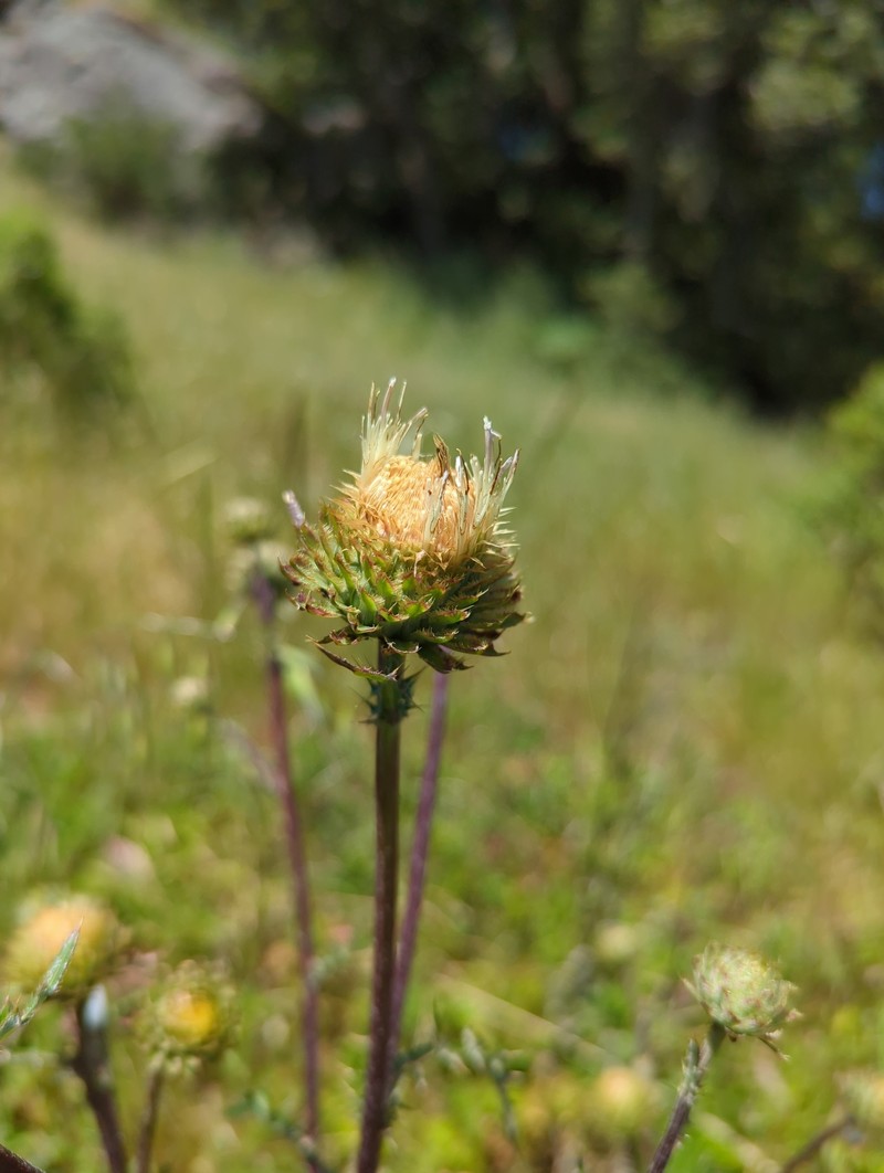 Cirsium remotifolium var. odontolepis photo 4