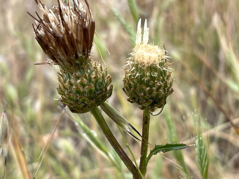 Cirsium remotifolium var. odontolepis photo 5