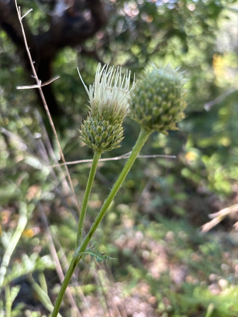 Cirsium remotifolium var. odontolepis photo 6