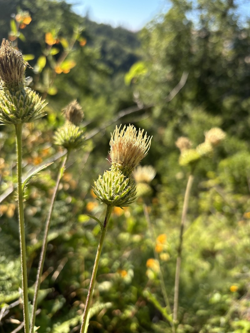 Cirsium remotifolium var. odontolepis photo 7