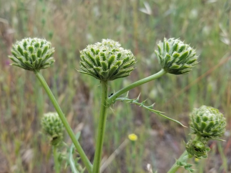 Cirsium remotifolium var. odontolepis photo 8