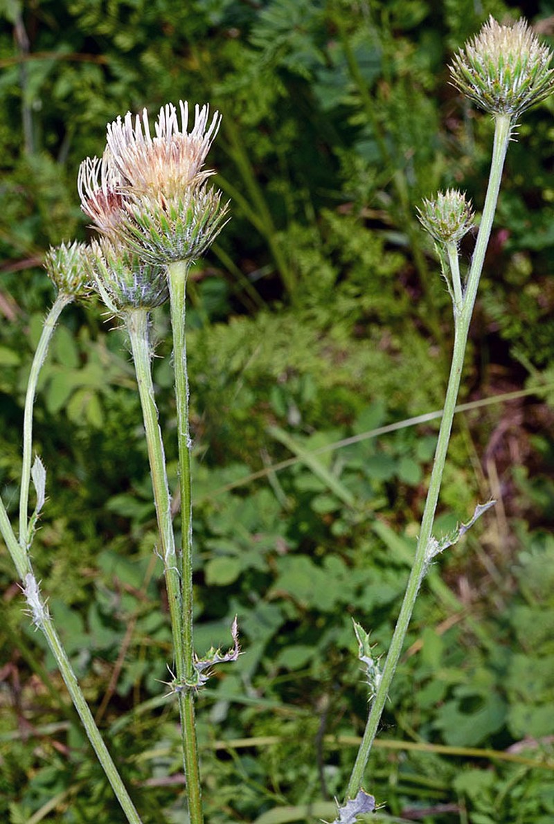 Cirsium remotifolium var. remotifolium