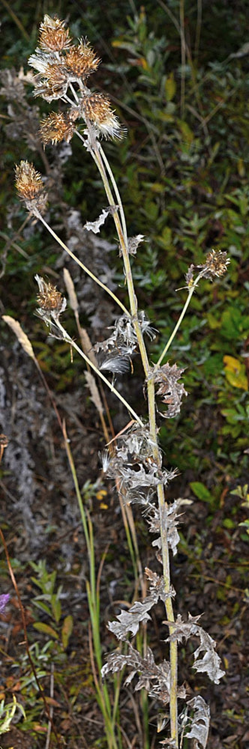 Cirsium remotifolium var. remotifolium photo 2