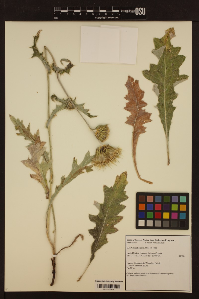 Cirsium remotifolium var. remotifolium photo 3