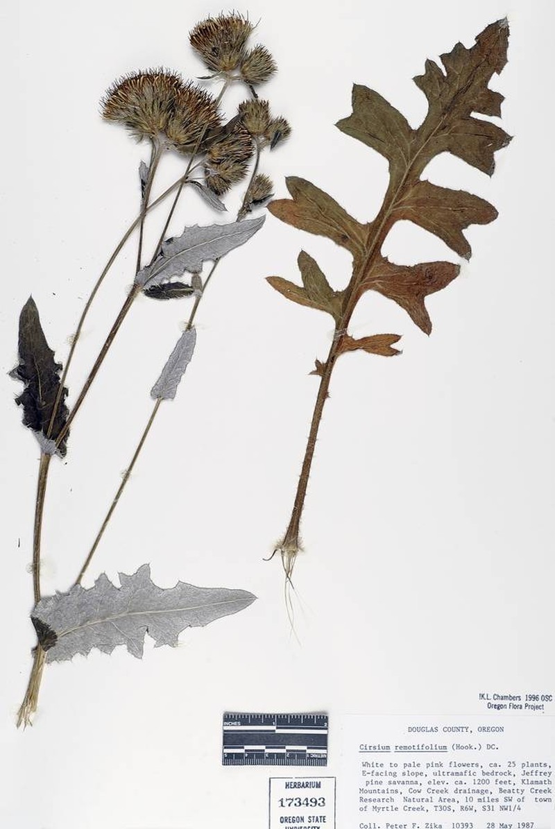 Cirsium remotifolium var. remotifolium photo 4