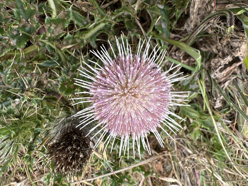 Cirsium remotifolium var. rivulare