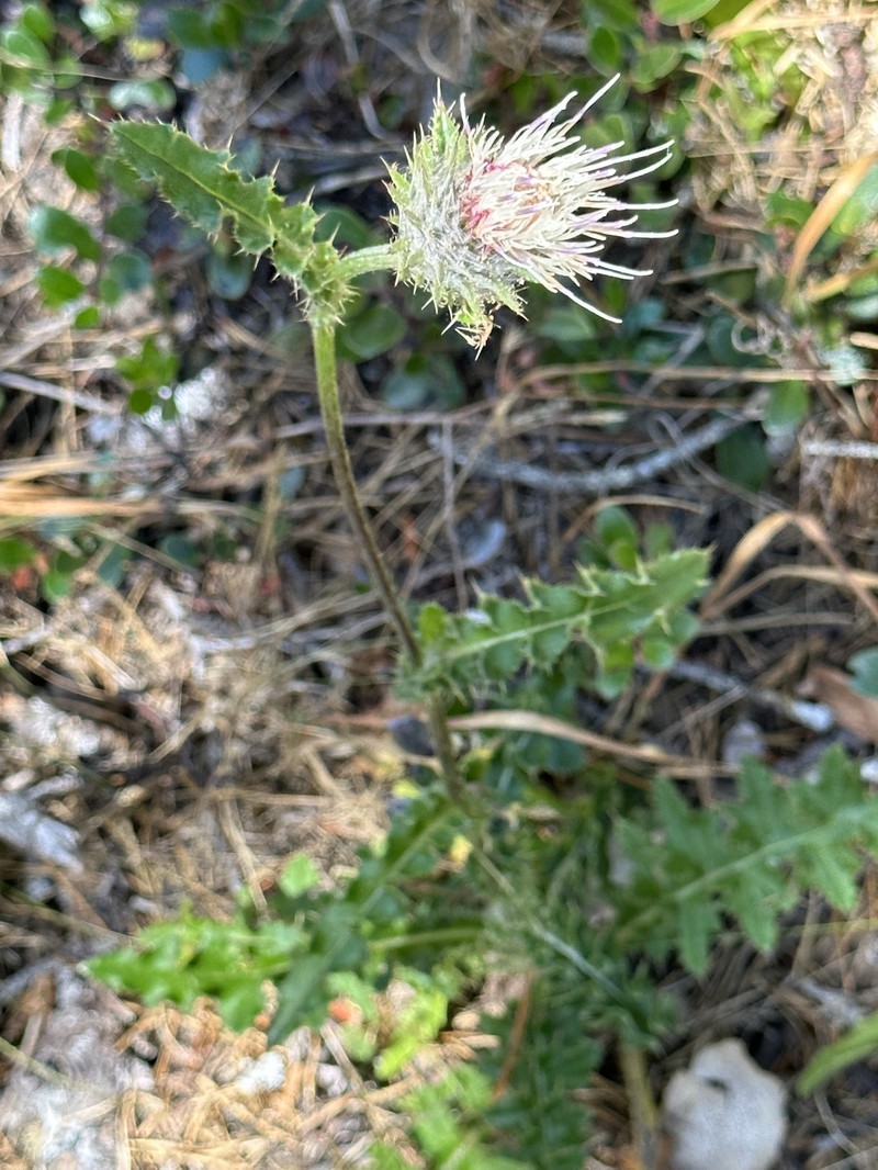 Cirsium remotifolium var. rivulare photo 2