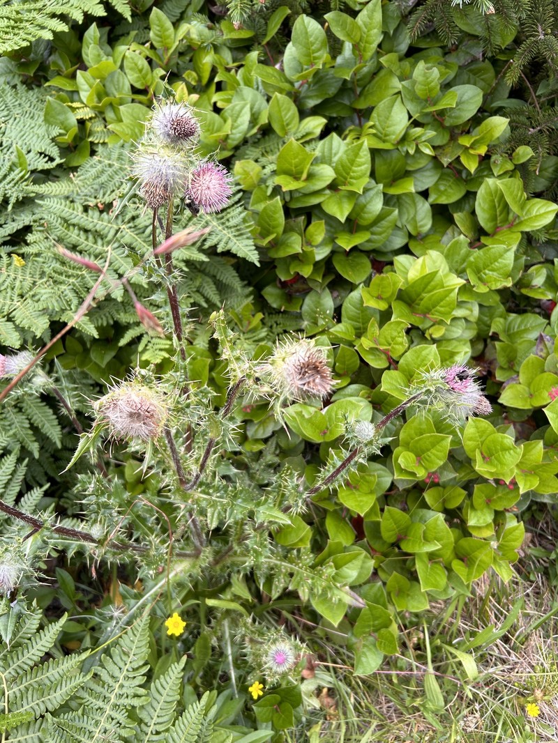 Cirsium remotifolium var. rivulare photo 3