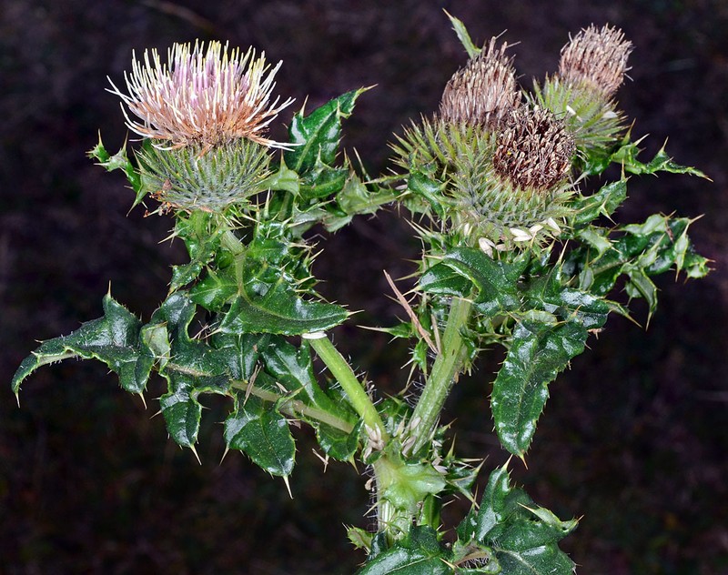 Cirsium remotifolium var. rivulare photo 4