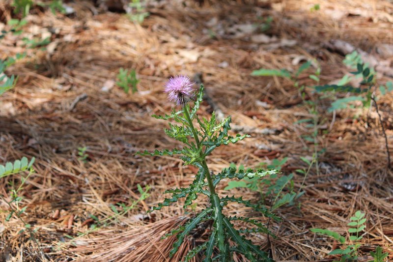 Sandhill Thistle