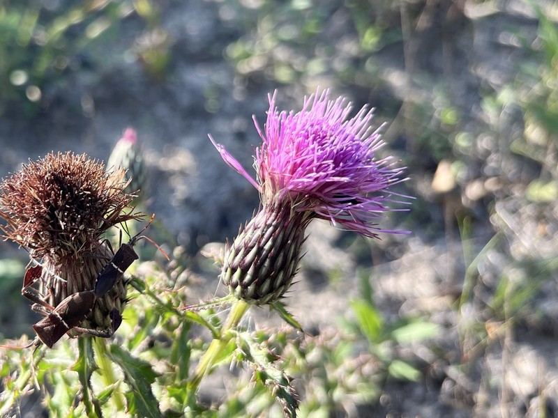 Sandhill Thistle