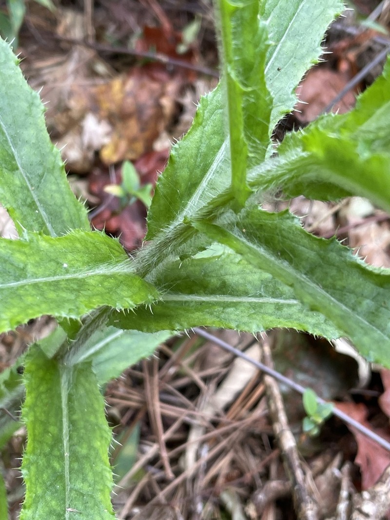 Sandhill Thistle photo 2
