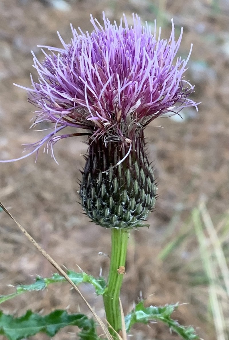 Sandhill Thistle photo 3
