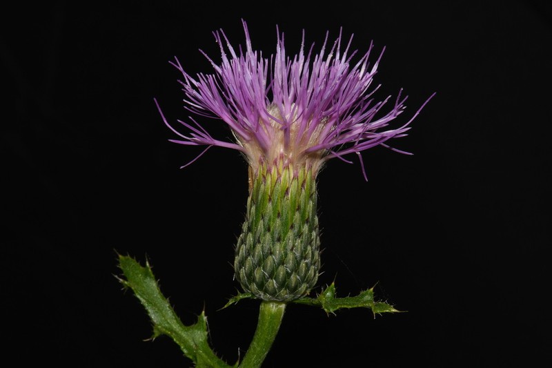 Sandhill Thistle photo 4