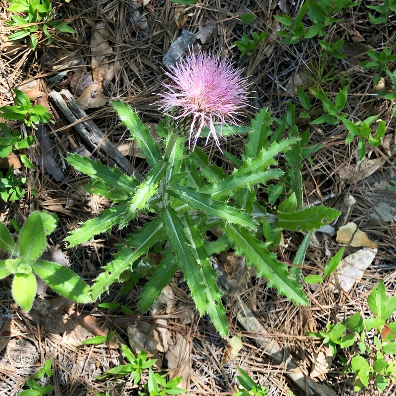 Sandhill Thistle photo 5